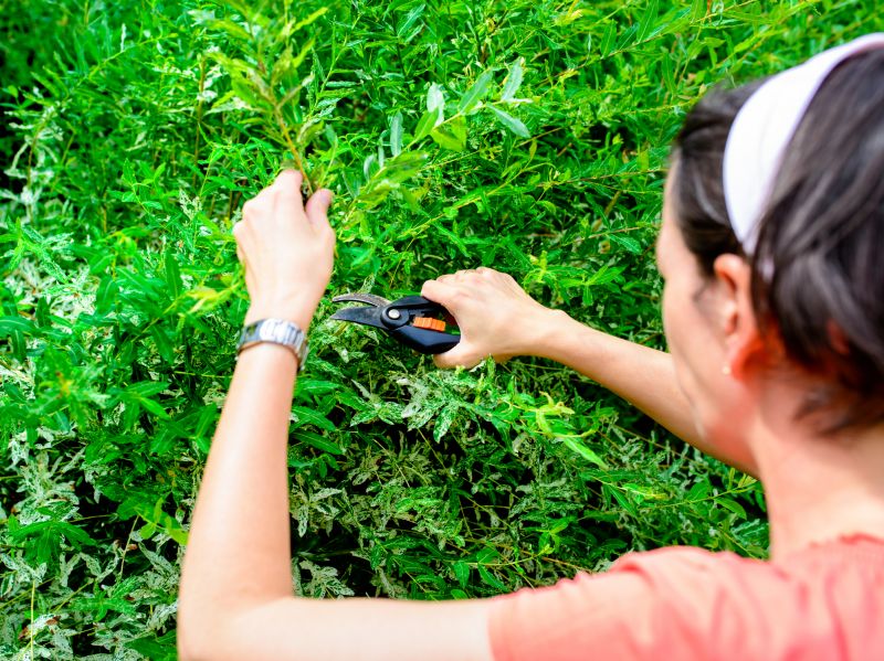 Local Butterfly Bush Trimming pros at work