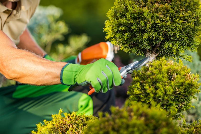 Butterfly Bush Trimming