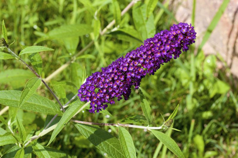 Butterfly Bush Trimming