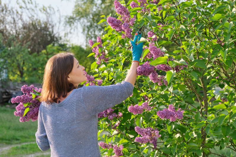 Butterfly Bush Trimming