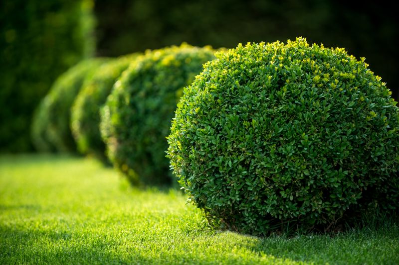 Butterfly Bush Trimming detail