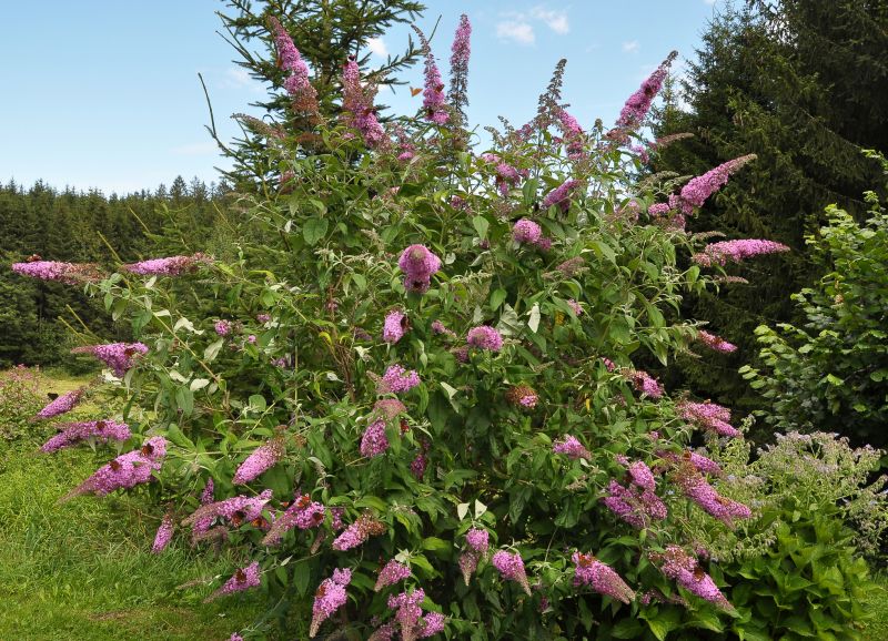 Butterfly Bush Trimming detail