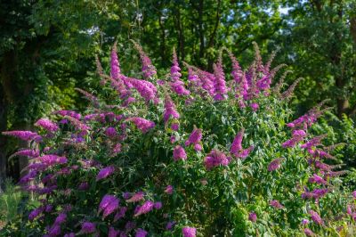 Give Your Butterfly Bush The Look and Shape You Desire!